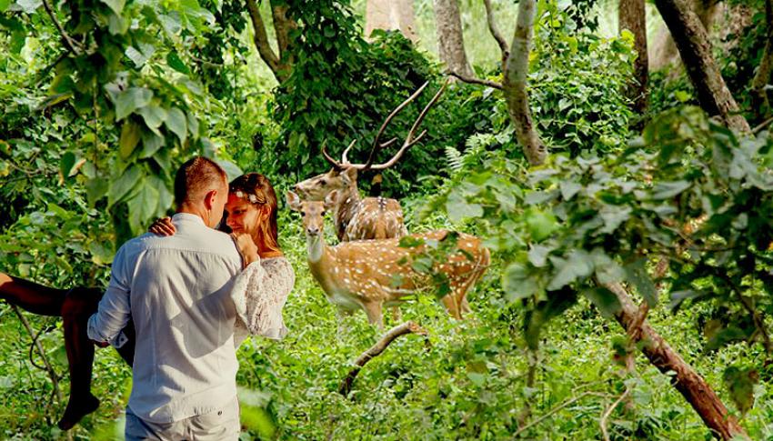 Deer at Chitwan